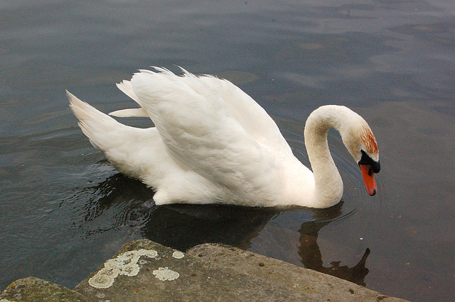 cigno manĝema (verfressener Schwan)