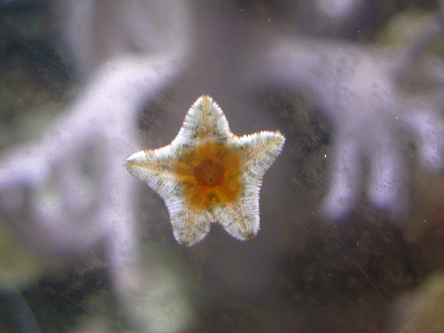 London Aquarium: little sucker