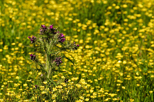 Thistle in the buttercups