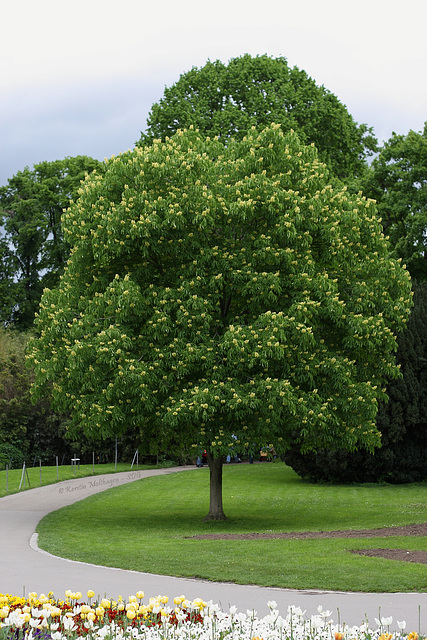 Blühender Baum (Wilhelma)
