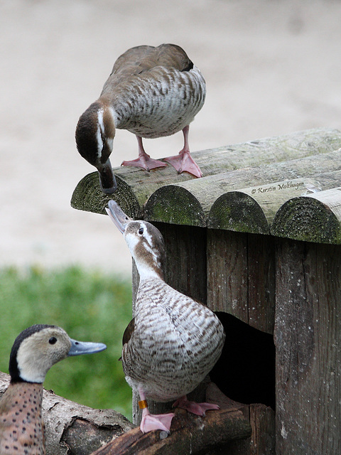 Enten hausen (Wilhelma)