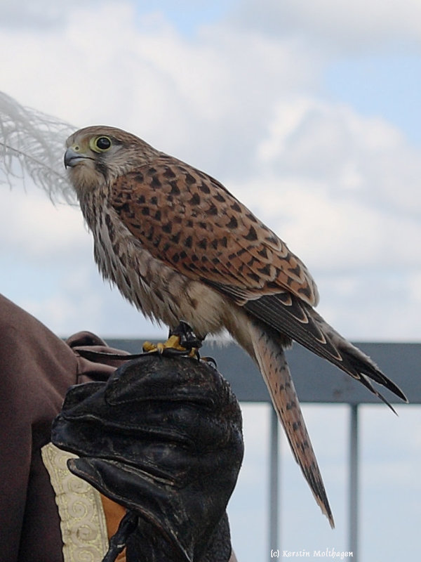 Turmfalke in der Schau