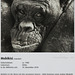 Bonobo-Steckbrief: Mobikisi (Wilhelma)