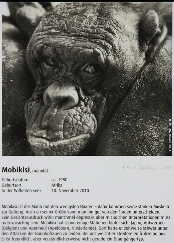 Bonobo-Steckbrief: Mobikisi (Wilhelma)