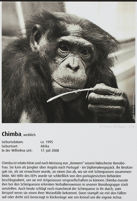 Bonobo-Steckbrief: Chimba (Wilhelma)