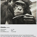 Bonobo-Steckbrief: Chimba (Wilhelma)