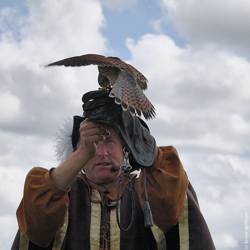 Turmfalke in der Schau