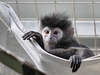 Junger Haubenlangur (Wilhelma)