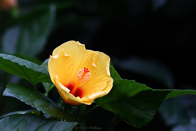 Hibiskus (Wilhelma)