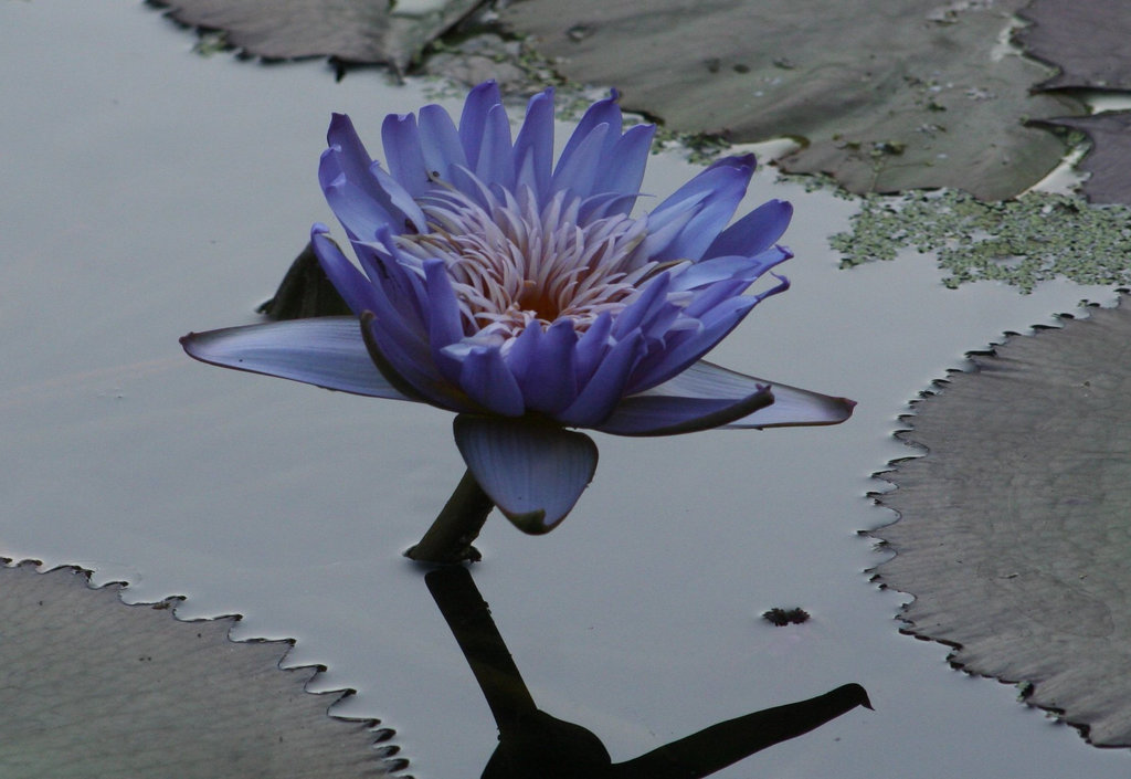 Purple Water Lily