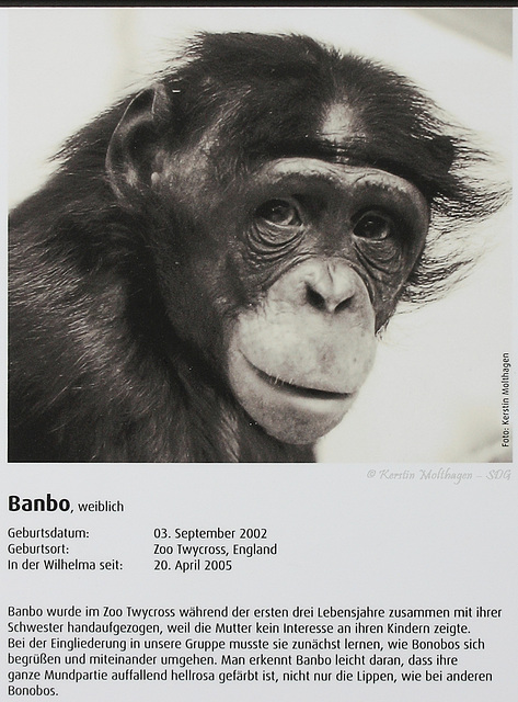 Bonobo-Steckbrief: Banbo (Wilhelma)