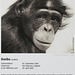 Bonobo-Steckbrief: Banbo (Wilhelma)