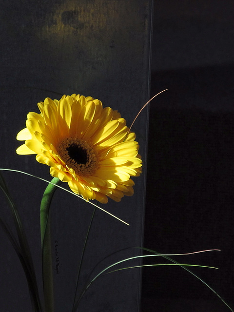 Blumenschmuck  (Friedenskirche Neu-Ulm)