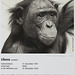 Bonobo-Steckbrief: Liboso (Wilhelma)