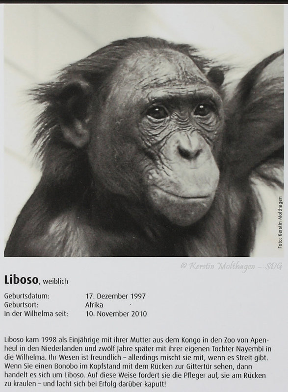 Bonobo-Steckbrief: Liboso (Wilhelma)