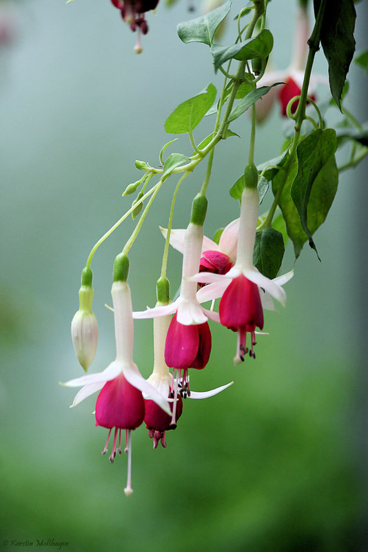 Fuchsie (Wilhelma)