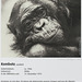 Bonobo-Steckbrief: Kombote (Wilhelma)
