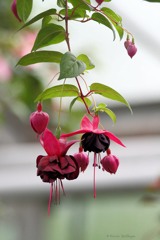 Fuchsie (Wilhelma)