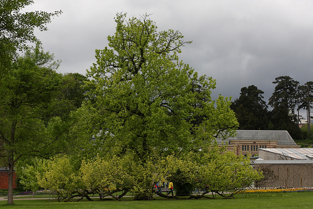 Baum in der Wilhelma