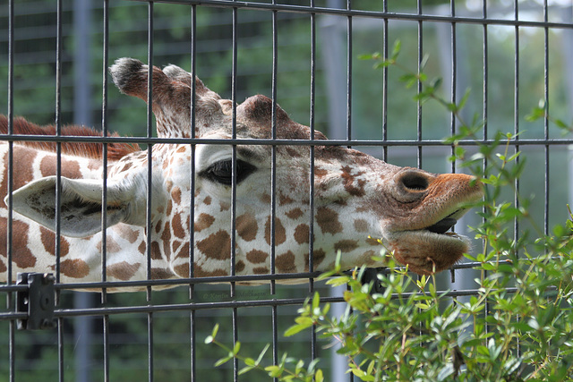 Naschhafte Netzgiraffe (Wilhelma)