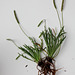 Plantago coronopus-006