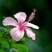 20080413-0141 Hibiscus rosa-sinensis L.