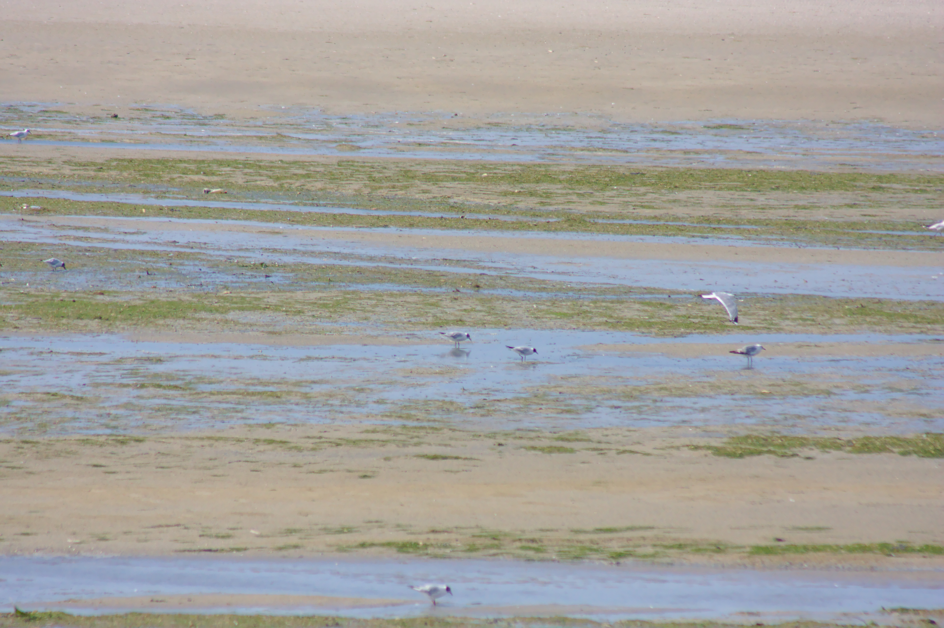 Cayeux sur Mer