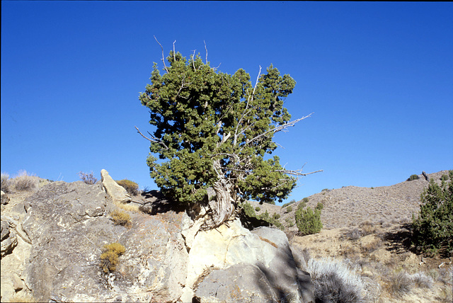 Juniper in bedrock