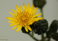 Patio Life: Smooth Slow-thistle