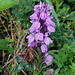 Dactylorhiza maculata - Orchis tâcheté