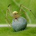 Spider with egg sack