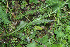 Dactylorhiza maculata - Orchis tâcheté