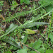 Dactylorhiza maculata - Orchis tâcheté