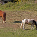 20110503 1808RTw [D~LIP] Pferd, Kalletal