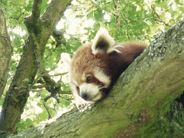 Red Panda - 6 July 2013