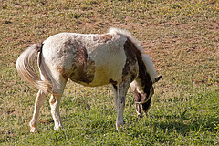 20110503 1809RTw [D~LIP] Pferd, Kalletal