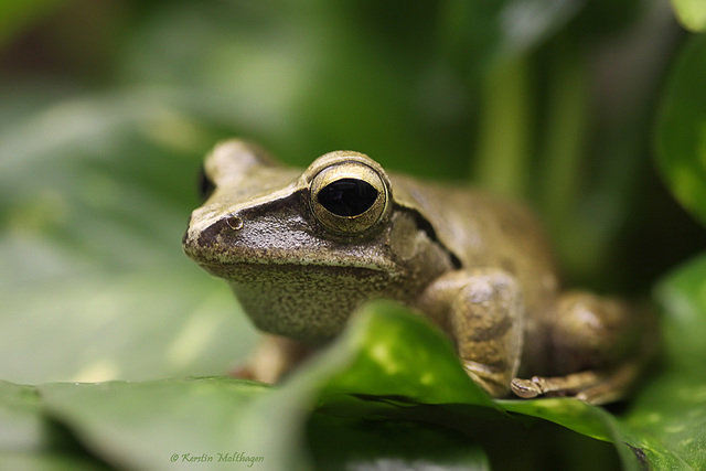 Weißbart-Ruderfrosch (Wilhelma)