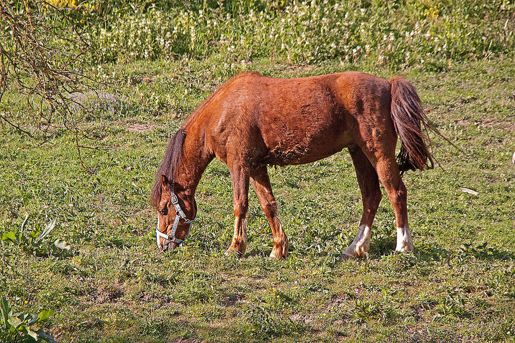 20110503 1815RTw [D~LIP] Pferd, Kalletal