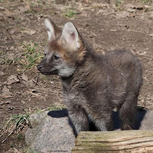 Junger Mähnenwolf (Wilhelma)