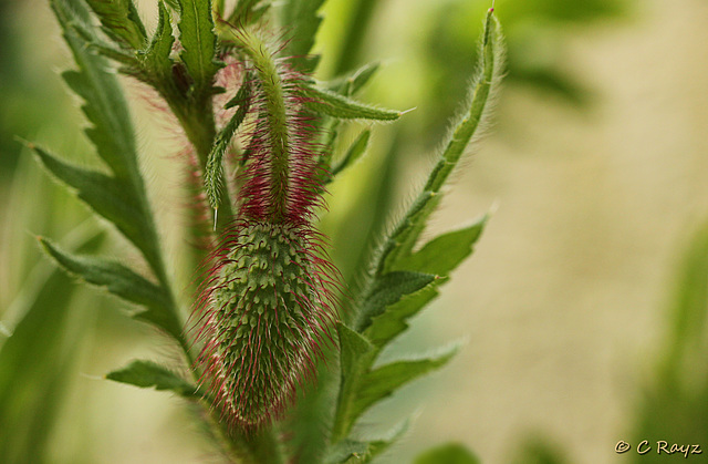 Patio Life: Prickly Poppy