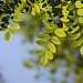 10 Week Picture Projects: TREES, Week 2--Green Leaves: Glowing Leaves