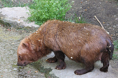 Waldhund (Wilhelma)