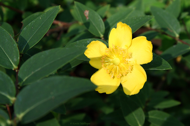 Blüte (Wilhelma)