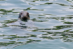 Atlantic Grey Seal.