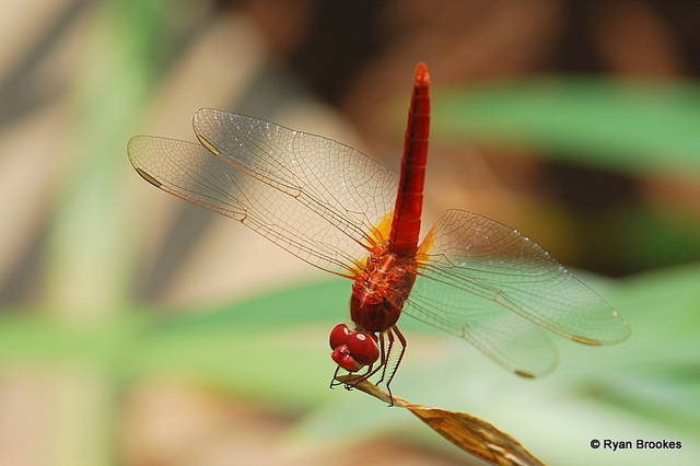 20080415-0279 Scarlet Skimmer, male