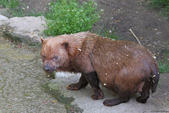 Waldhund (Wilhelma)