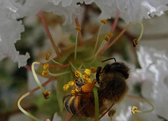 Bee on Crape Myrtle