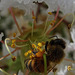 Bee on Crape Myrtle