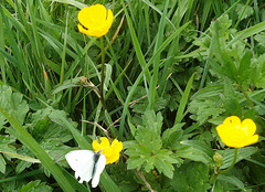 White Butterfly on Buttercup