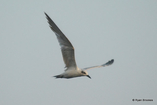 20080416-0330 Whiskered Tern or Slender-billed Gull